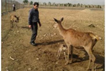 تولد سه بره مرال از انواع بزگترین گوزن بومی ایران در مجتمع ایثار ساوجبلاغ