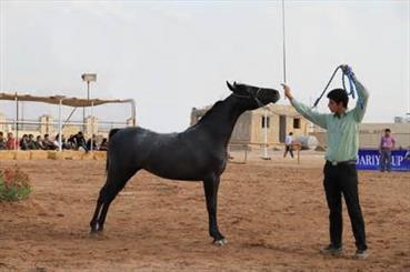 موزه اسب همدان در روستای ورکانه احداث خواهد شد