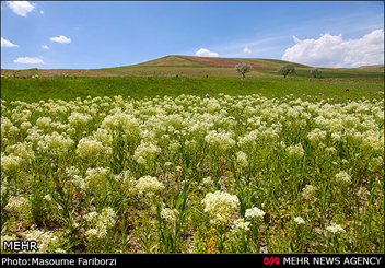 برنامه های نوروزی ارس آغاز شد/ مسافران ارس بیمه حوادث می شوند