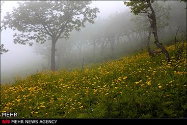 گاوازنگ زنجان پاکسازی شد