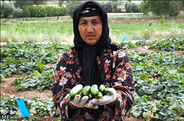 سبد ورشکستگی در دستان میوه کاران/ دردی که دوا ندارد