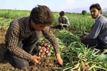 مزرعه داران سیر در بهار گرسنه ماندند/اختلاف قیمت از 4 هزار تا 400 تومان