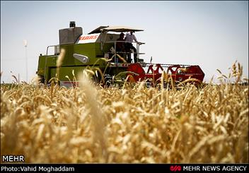 حصاد القمح من مزاع محافظة "مركزي"