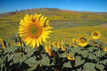 مزارع گلستان ستاره باران شد/ طبق های آفتابگردان در دست کشاورزان