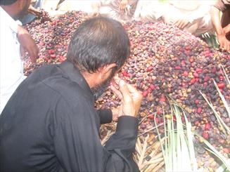 خشکیدگی بیش از 60 درصد محصول خرمای ریگان در سال جاری/ ورشکستگی گسترده کشاورزان