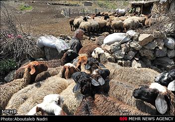 تب کنگو همراه با گرم شدن هوا بالا می رود/ تن زخمی جنگل های خراسان مرهم می خواهد