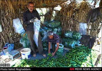 دسترنج کشاورزان کرمان خوراک گوسفندان می‌شود/ خیار کیلویی 100 تومان گوجه 200 تومان 