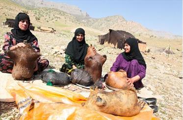 روغن حیوانی؛ ظرفیتی که در ایلام به دست دلالان بر باد می رود