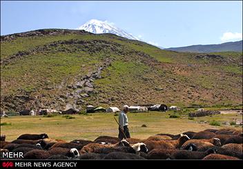 کمبود اعتبار و نیروی انسانی مانع توسعه منابع طبیعی زنجان/ ورود دام غیرمجاز چالش منابع طبیعی