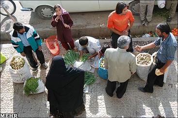 گیاهان خوراکی "بیلهر" و "کرفس" در خطر انقراض قرار دارند/ قاچاق بیلهر به سایر استانها