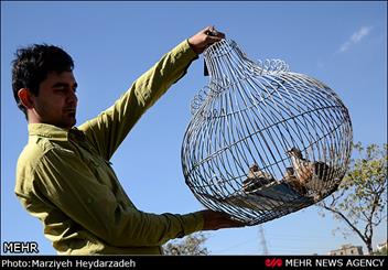 شکار پرنده تیهو در استان قزوین ممنوع شد