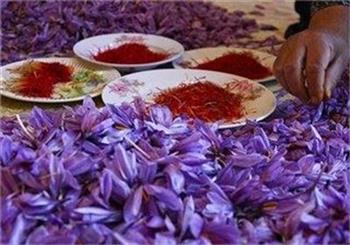 کشت زعفران؛ نقشه راه کشاورزی کرمان برای فرار از خشکسالی/ وقتی قیمت هر لیتر آب از هر کیلو محصول بیشتر می شود