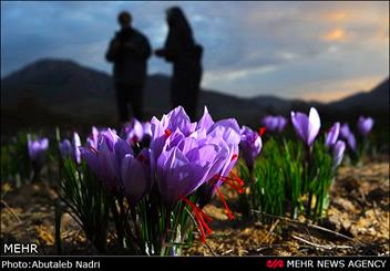 هشدار ورود توده هوای سرد به زعفران کاران در خراسان رضوی/ دما به 7 درجه می رسد