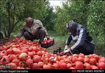 كمبود سردخانه بزرگترين مشكل اناركاران كاشمري است