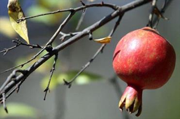 دانه‌های بهشتی در جهنم خشکسالی/ بحران آب در روستاهای قم غوغا کرده است