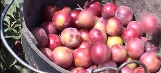  ثبت ملی آلوی ترش و بستنی گله برغان/ معجونی از جاذبه ها که گردشگران را به خود می خواند