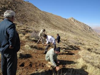 احیا دوباره گرانترین گیاه کوهستان در روستای دوپلان/ کاشت بذر" کرفس کوهی" با همکاری اهالی روستا