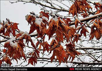 کویر کرمان سفید پوش شد/ شادی و شکرگزاری مردم و کشاورزان