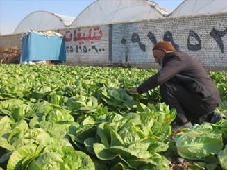 طرح بسيج همگام با كشاورز در خوزستان اجرا مي شود