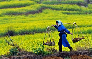 افزایش بهره وری در واحد سطح از مهم ترین اولویت های جهاد است