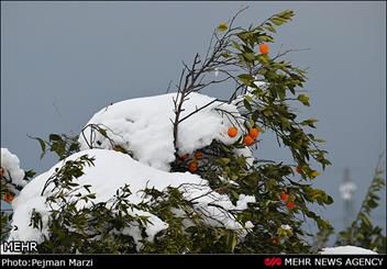 قامت باغات مازندران خم شد/ تغییر کاربری مزارع را تهدید می کند