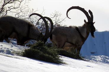دنانشینان برای نجات حیات وحش به کمک محیطبانان آمدند/ دنا سربلند از همت مردمانش