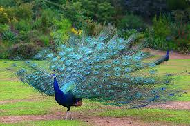 کشف و ضبط ۴ طاووس در چهارمحال و بختیاری 