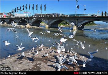 هنوز نبض چشمه کیله در بازپروری ماهیان دریای خزر می‌تپد