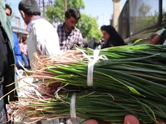 دنا زیر پای بوته کنان می لرزد/ انقراض گیاهان کوهی کیلویی چند؟