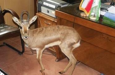 کشف یک راس آهوی نر در شهرستان گالیکش