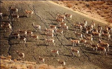 آبشخورهای منطقه حفاظت شده مراکان خوی بازسازی می‌شود