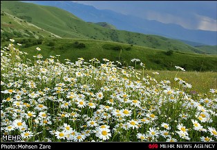 جشنواره گل های بابونه در اردبیل برگزار می شود