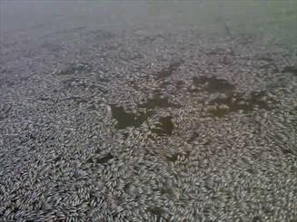 رودخانه هیرمند جان یک میلیون قطعه ماهی را گرفت/فاجعه خشکیدگی هامون در حال تکرار است