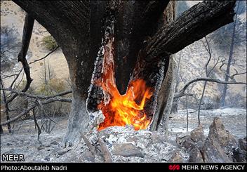 جنگلهای منطقه دوان در کازرون طعمه حریق شد