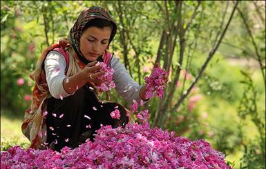 جشنواره گل محمدی در دامنه های سهند اسکو برگزار می شود/ پیش بینی برداشت 1700 تن گل از مزارع شهرستان