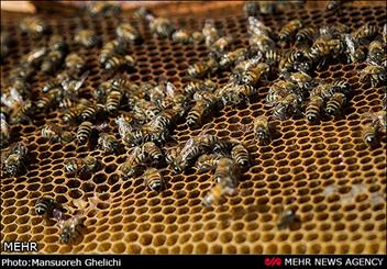 ایلام قطب تولید عسل در غرب کشور/ محصولی که نیازمند برندسازی است    