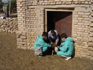 روستای گشنه رود علیه بیماری لمپی اسکین سمپاشی شد
