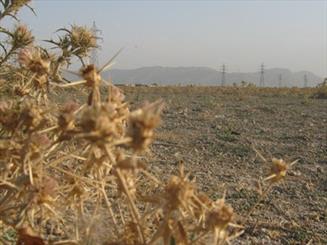 مزارع شهر کشاورزان نمونه به خارستان بدل شد/ خاشاک جایگزین محصولات تاریخی در قهدریجان