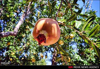 احداث باغات در سطح ۱۳۰۰هکتار از اراضی شیبدار لرستان
