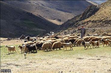 بلای خشکسالی در چهارمین استان عشایرنشین کشور/ زنگ خطر برای عشایر به صدا درآمد