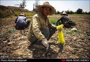 حضور اتباع افغانی در مازندران ممنوع است