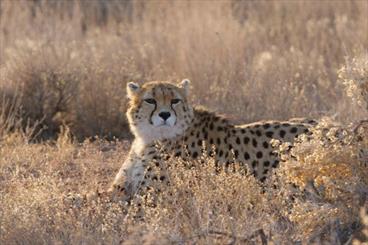 Female Asiatic Cheetah, cub sighted in Miandasht 