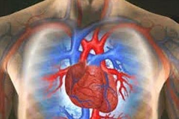 Harvard, IAU engineer heart valve scaffold



