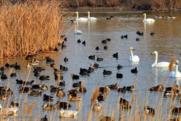 Simreh habitat receives hundreds of migratory birds 