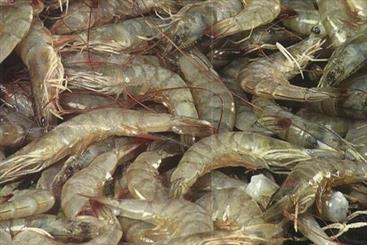 China, Russia ready to import Iranian shrimps