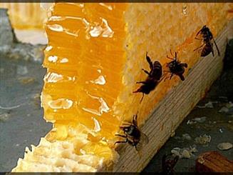 Iran honey export reaches 5k tons