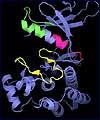 استفاده از روش جدید بارکدگذاری DNA برای طبقه بندی ارگانیسمهای زنده