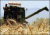 Iran’s wheat output may rise 5%, hit 14.5m tons