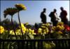 Tehran flower market