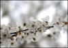 Spring blossoms in Shiraz